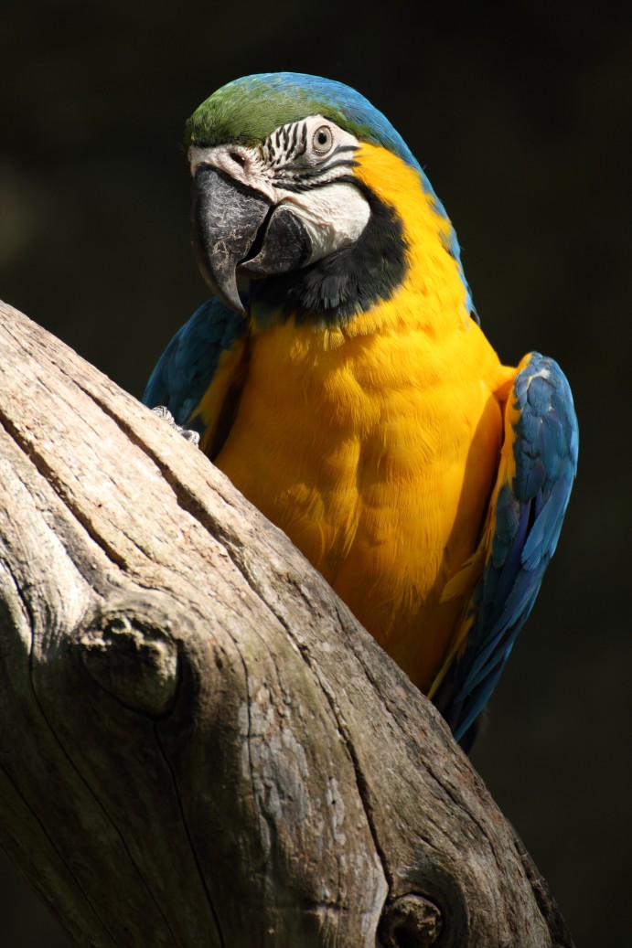 Ara Ararauna