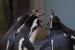 Tučňák Humboldtův1